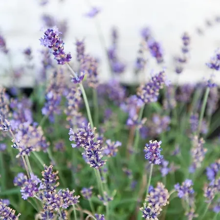 Cour 8 Lofts Country house Maastricht