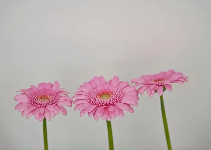 Cour 8 Lofts Casa rural *