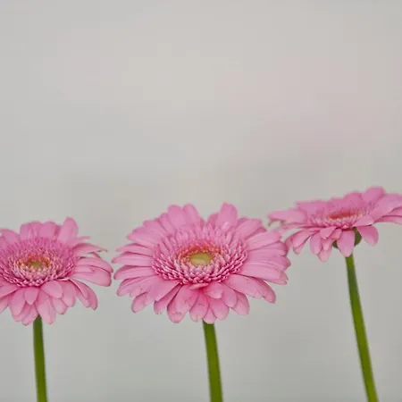 Cour 8 Lofts Gospodarstwo wiejskie *