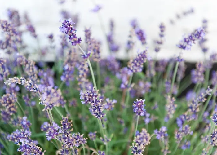 Cour 8 Lofts Gospodarstwo wiejskie Maastricht